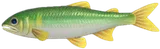 香鱼