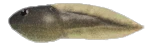 蝌蚪