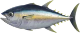 鲔鱼