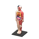 anatomical model