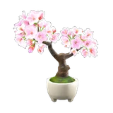 樱花盆栽