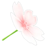 cherry-blossom umbrella