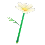 波斯菊棒