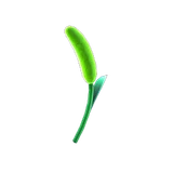 狗尾草