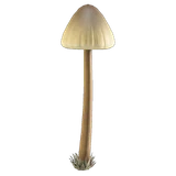 mush lamp