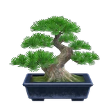 松樹盆栽