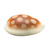 貝殼凳子