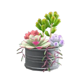 多肉植物