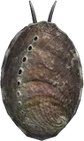 鲍鱼