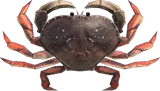 珍宝蟹