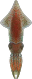 萤火鱿