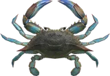 梭子蟹
