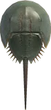 鲎