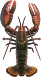 龙虾