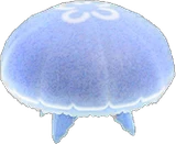 海月水母