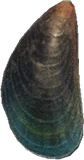 贻贝