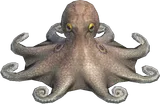 章鱼