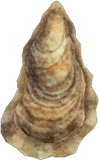 牡蛎
