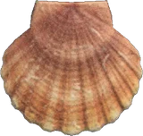 虾夷扇贝