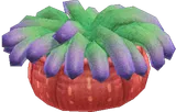 海葵