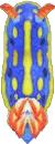 海蛞蝓