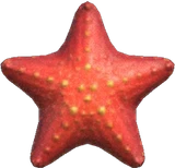 海星
