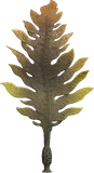裙带菜