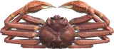 松叶蟹