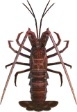 伊势龙虾
