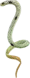 花园鳗